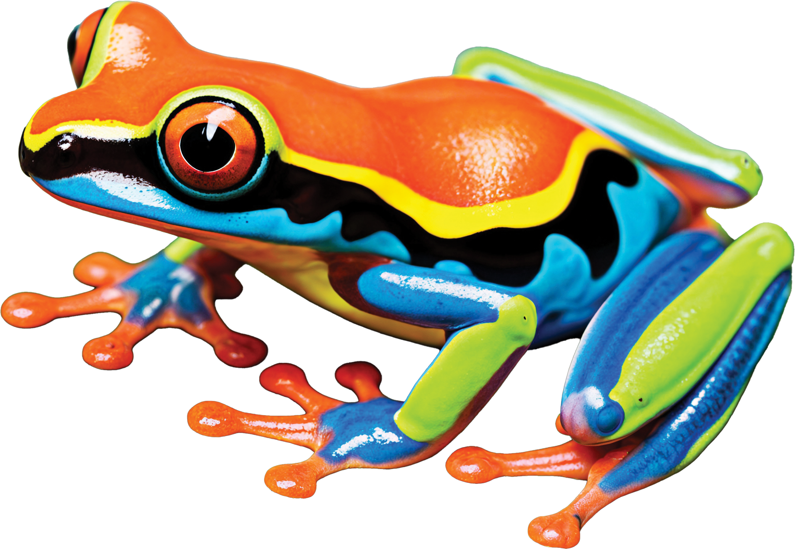Frogmulticolored